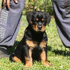 Check spelling or type a new query. Female Rottweiler Puppy For Sale Rottweiler Puppies Rottweiler Puppies For Sale Rottweiler