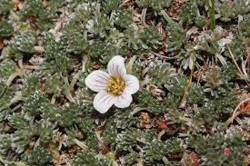 Image result for Geranium mlanjense