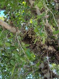 Image result for Ficus sycomorus