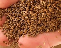 Image result for Paspalum plicatulum