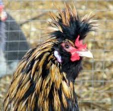 Check spelling or type a new query. Pavlovskaya Kurica Osobennosti Harakteristika Usloviya Soderzhaniya