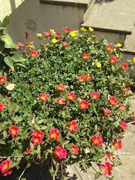 Piantine di portulaca online : Portulaca Umbraticola Vivai Frappetta Roma