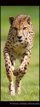 Amazing Cheetah In Action C Harvey Wildlife Photography Africa Safari Wildlife Wilderness Leopard Puma Panther Panthera Pet Animals Nature Animals Wild Cats