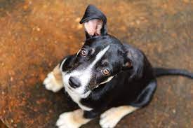 What Causes Constipation In Dogs Canna Pet