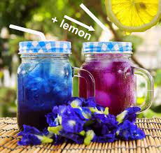 Dried Blue Butterfly Pea Flower Tea It Changes Color When You Add Lemon To It Butterfly Pea Flower Tea Butterfly Pea Flower Butterfly Pea Tea