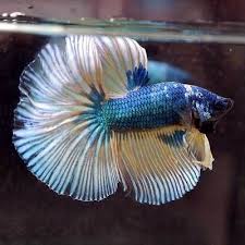 Live Betta Fish Monster Sky Blue Yellow Halfmoon Plakat Hmpk Male 484 Betta Fish Betta Fish