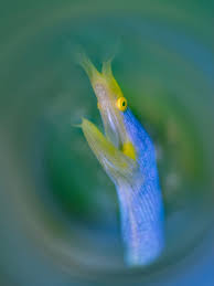 Image result for Renealmia susanneae-katziae