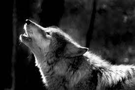 Why Do Dogs Howl Dr Jeff Werber