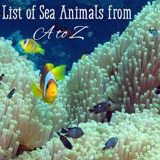 Children learn alphabetical order in this fun educational computer activity. List Of Sea Animals A Z Owlcation Education