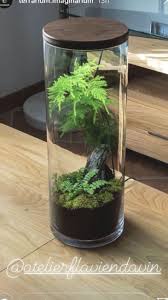 Untitled Home Aquarium Moss Terrarium Plant Species Tree Frogs Unusual Plants Vivarium Fish Tanks Aquaponics Aqu In 2020 Garden Terrarium Plants Moss Terrarium