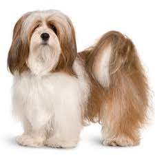 Lhasa Apso Temperament Lifespan Grooming Training Petplan
