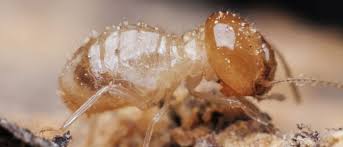 Planning & budgeting desired completion you're in control. Az Termite Defense Magic Pest Control Uses Termidor