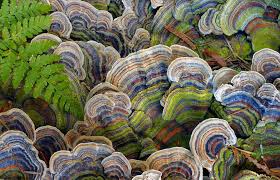 Image result for turkey tails mushrooms