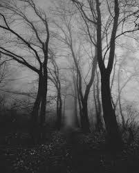 Black And White Woods Picture Image Result For Eerie Woods Black And White Eerie Woods B W Dark Forest Photography Mists