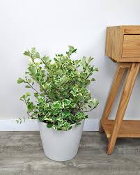 Image result for Ficus triangularis