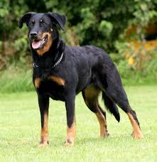 Bitte kaufen sie keine welpen der rasse beauceron oder andere rassehunde per vorkasse über. Beauceron Doberman Pinscher Hunde Rassen Hunderassen