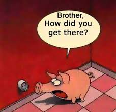 Check spelling or type a new query. Funny Pig Quotes Quotesgram