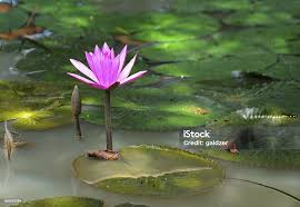 Image result for Nymphaea lotus