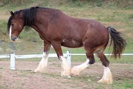 A unique horse breed compliation for horse lovers to add to their equestrian bucket list. Horse Breeds The Most Popular Equine Types A To Z