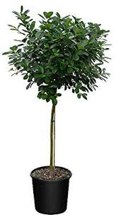 Image result for Ficus demeusei