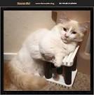 Available Munchkin Kittens For Sale & Cats For Adoption