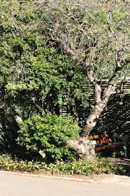 Image result for Heteromorpha involucrata