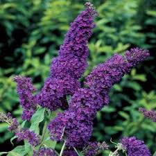 Image result for Buddleja davidii