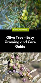 The tree does grow readily from seed, but matures slowly. Olive Trees Buying Growing Guide Trees Com Growing Olive Trees Olive Tree Care Potted Olive Tree