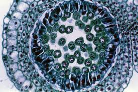 Haploid cells serve as gametes in multicellular organisms, fusing to form new diploid cells. Cell Cell Division And Growth Britannica