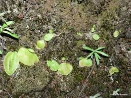 Image result for Pteronia acuminata