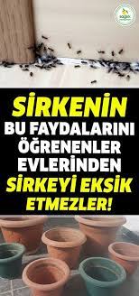 Evinizin Olmazsa Olmasi Sirke Nin Bu Faydalarini Ogrendiginizde Nerde Nasil Kullanmaniz Gerektigini Daha Iyi A Sirke Diyet Yiyecekleri Saglikli Atistirmaliklar
