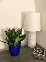 This plant does well in indoor environments, withstanding dry air even when you crank up the heat in your apartment these plants, native to south africa and known for their showy flowers, can also thrive indoors, though they're. Apartment Plants 15 Of The Best Houseplants For Apartment Living