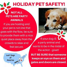 Remember Not All Pets Are Party Animals Losing A Dog Pet Holiday Animal Party