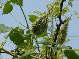 Image result for Pergularia daemia