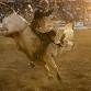 Still Creek Stampede