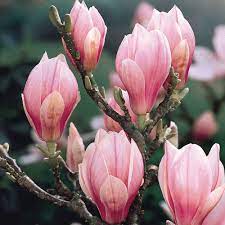 Magnolia Soulangeana Magnolias Shrubs By Variety Shrubs Magnolia Soulangeana Magnolia Flower Plants