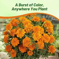 Image result for tagetes)