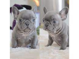 We provide the most reliable french bulldog breeders with health guaranty in texas.call now! Home Raised Purebred Akc French Bulldog Puppies Available For Sale Animals Houston Texas Announcement 135144