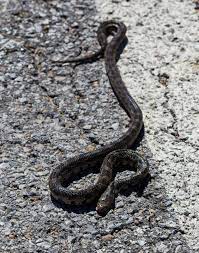 These snakes are generally found in the united states. How To Tell If A Snake Is Killing Your Chickens Stealing Eggs