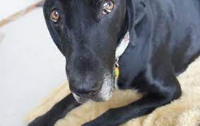Before you look at choosing a shelter, or a new permanent home. But I Can T Afford A Dental Cleaning For My Dog Thatmutt Com