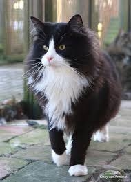 Hayitjay Norwegian Forest Cat Beautiful Cats Cats