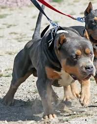 Pitbull Puppies Big Pups Xl Blue Pitbull Puppies Puppies Pitbulls