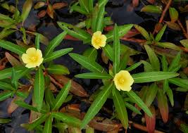 Image result for Ludwigia adscendens