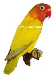Check spelling or type a new query. Gambar Burung Lovebird Spangle Lovebirds Lover