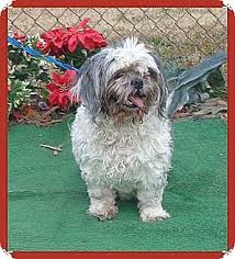 Ready to welcome the love of a pet into your home? Woodstock Ga Shih Tzu Meet Abby A Dog For Adoption Dog Adoption Pets Pet Adoption