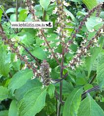 Image result for Ocimum gratissimum
