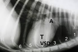 Grade ii—soft, but easily heard with a stethoscope. Cardiac Murmurs In Dogs And Cats Vet360