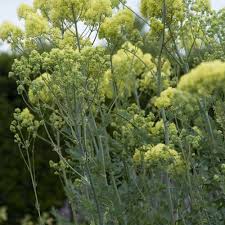 Image result for Satyrium flavum