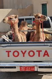 Escaped camel runs loose through chinese city. Camel Studies