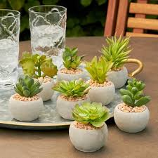 Light watering with droppers or spoons sometimes causes roots to reach upward for water, not a healthy situation for your beloved succulent plant. How Often To Water Succulents Succulent Watering Tips